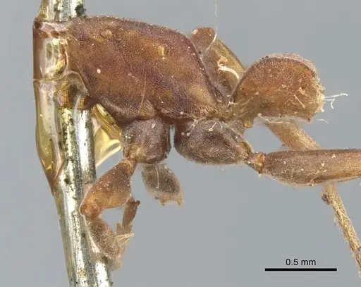 Pseudomyrmex termitarius specimen CASENT0902864 image casent0902864_3