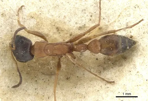 Pseudomyrmex termitarius specimen CASENT0902865 image casent0902865_1