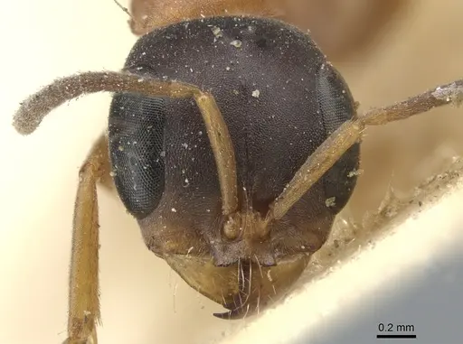 Pseudomyrmex termitarius specimen CASENT0902865 image casent0902865_2