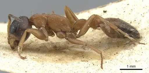Pseudomyrmex termitarius specimen CASENT0902865 image casent0902865_3