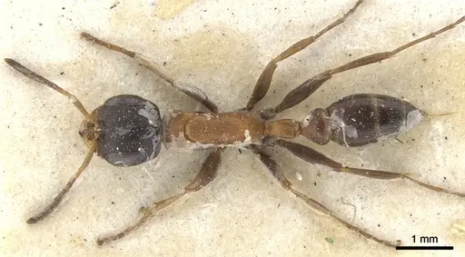 Pseudomyrmex termitarius specimen CASENT0902866 image casent0902866_1