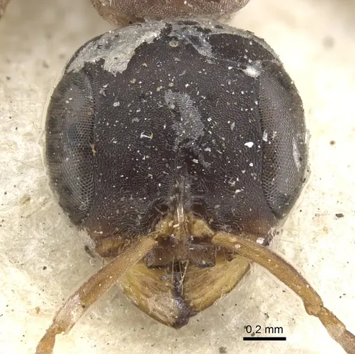 Pseudomyrmex termitarius specimen CASENT0902866 image casent0902866_2