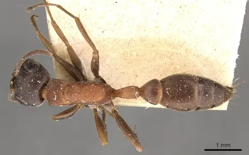 Pseudomyrmex termitarius specimen CASENT0907483 image casent0907483_1