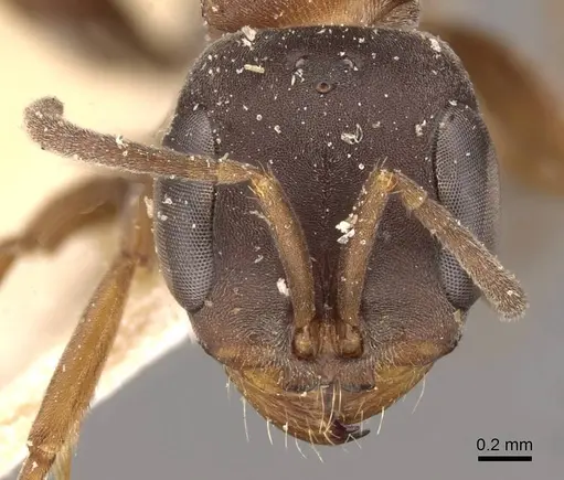 Pseudomyrmex termitarius specimen CASENT0907483 image casent0907483_2
