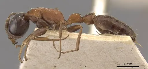 Pseudomyrmex termitarius specimen CASENT0907483 image casent0907483_3
