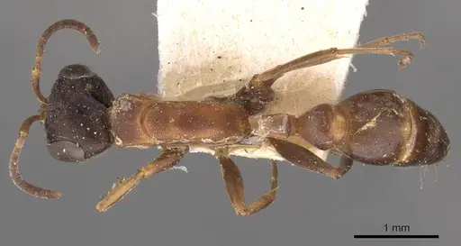 Pseudomyrmex termitarius specimen CASENT0907484 image casent0907484_1