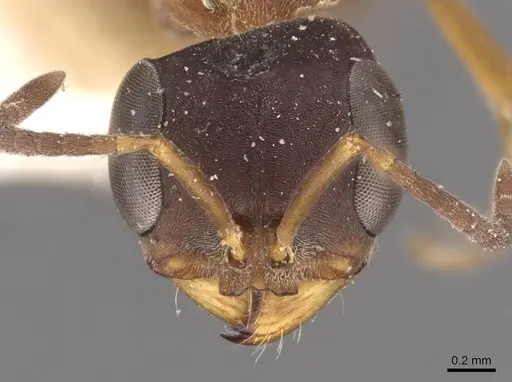 Pseudomyrmex termitarius specimen CASENT0907484 image casent0907484_2