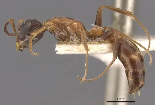 Pseudomyrmex termitarius specimen CASENT0907484 image casent0907484_3