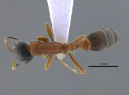 Pseudomyrmex termitarius specimen CBUMAGENT41734 image cbumagent41734_1