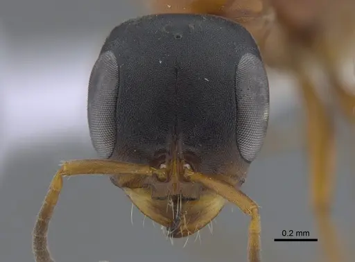 Pseudomyrmex termitarius specimen CBUMAGENT41734 image cbumagent41734_2