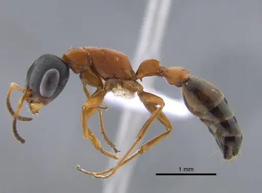 Pseudomyrmex termitarius specimen CBUMAGENT41734 image cbumagent41734_3
