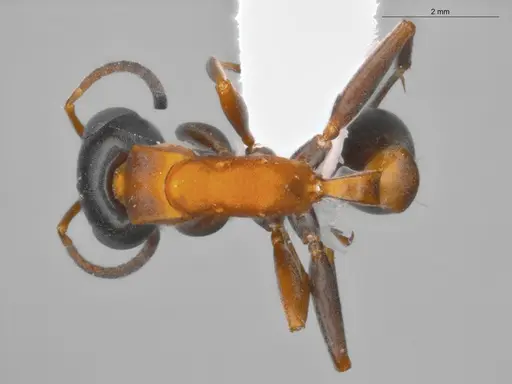 Pseudomyrmex termitarius specimen ECOFOG-SAV18-0009-06 image ecofog-sav18-0009-06_1