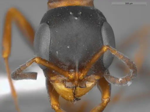 Pseudomyrmex termitarius specimen ECOFOG-SAV18-0009-06 image ecofog-sav18-0009-06_2