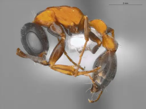 Pseudomyrmex termitarius specimen ECOFOG-SAV18-0009-06 image ecofog-sav18-0009-06_3