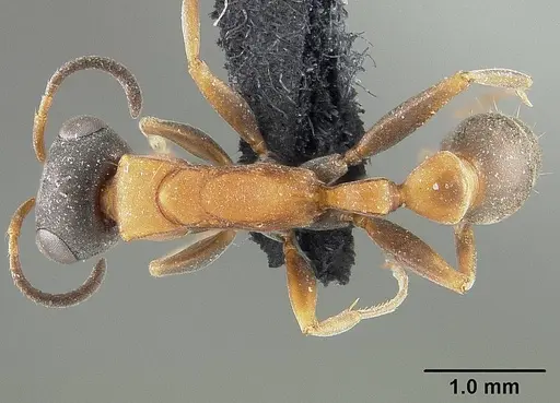 Pseudomyrmex termitarius specimen USNMENT01124302 image usnment01124302_1