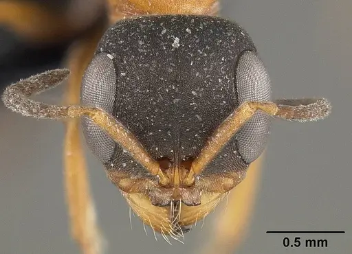 Pseudomyrmex termitarius specimen USNMENT01124302 image usnment01124302_2