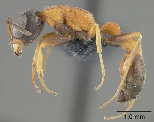Pseudomyrmex termitarius specimen USNMENT01124302 image usnment01124302_3