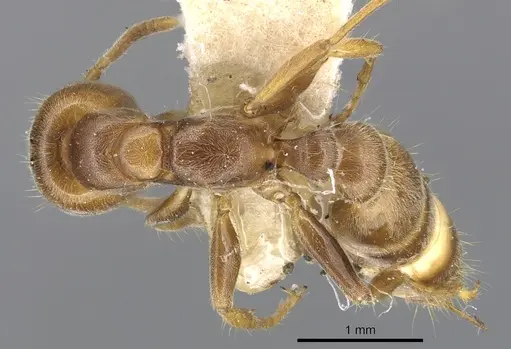 Pseudomyrmex triplaridis specimen CASENT0902886 image casent0902886_1