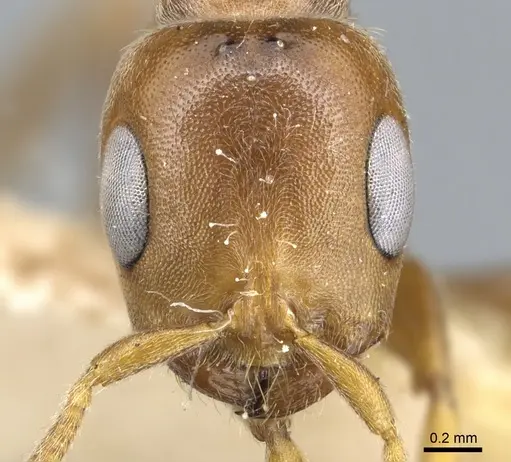 Pseudomyrmex triplaridis specimen CASENT0902886 image casent0902886_2