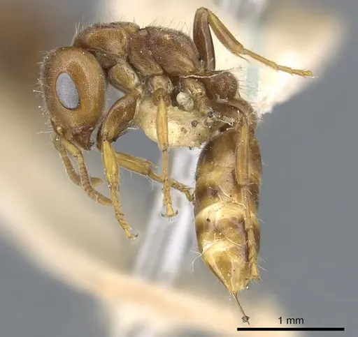 Pseudomyrmex triplaridis specimen CASENT0902886 image casent0902886_3