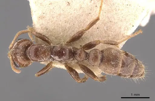 Pseudomyrmex triplaridis specimen CASENT0907566 image casent0907566_1