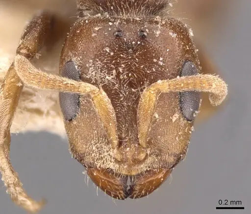 Pseudomyrmex triplaridis specimen CASENT0907566 image casent0907566_2
