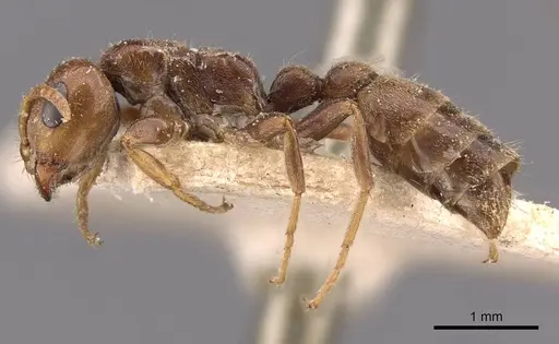 Pseudomyrmex triplaridis specimen CASENT0907566 image casent0907566_3