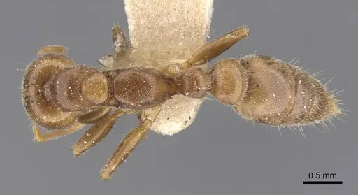 Pseudomyrmex triplaridis specimen CASENT0915520 image casent0915520_1