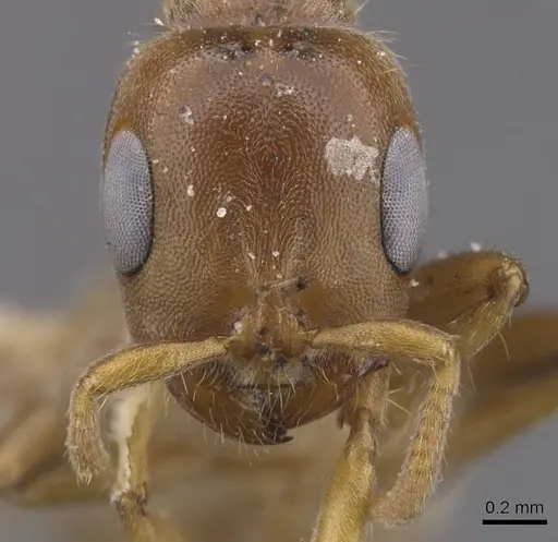 Pseudomyrmex triplaridis specimen CASENT0915520 image casent0915520_2