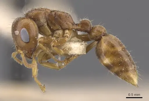 Pseudomyrmex triplaridis specimen CASENT0915520 image casent0915520_3