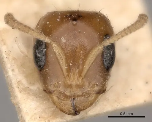 Pseudomyrmex triplarinus specimen CASENT0217583 image casent0217583_1