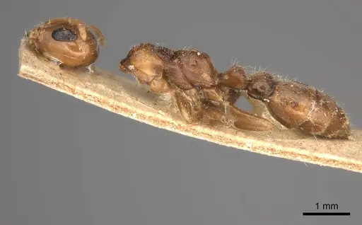 Pseudomyrmex triplarinus specimen CASENT0217583 image casent0217583_2