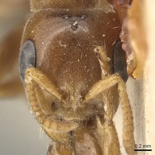 Pseudomyrmex triplarinus specimen CASENT0904050 image casent0904050_2