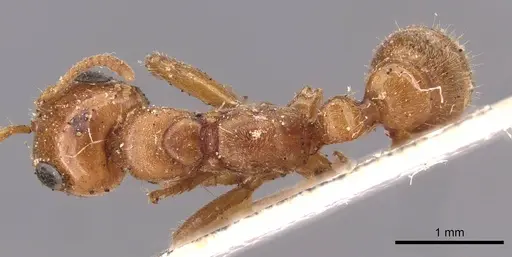 Pseudomyrmex triplarinus specimen CASENT0907494 image casent0907494_1