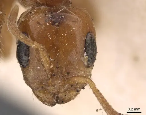 Pseudomyrmex triplarinus specimen CASENT0907494 image casent0907494_2