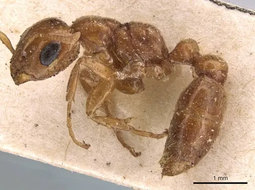 Pseudomyrmex triplarinus specimen CASENT0907494 image casent0907494_3