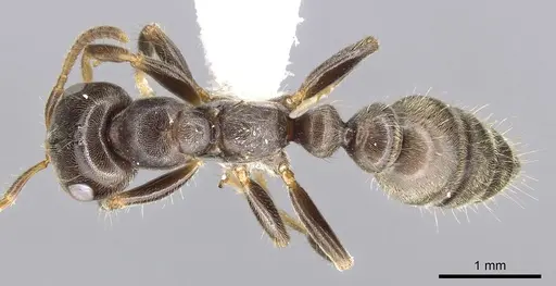 Pseudomyrmex ultrix specimen CASENT0902890 image casent0902890_1
