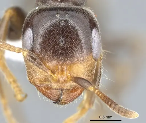 Pseudomyrmex ultrix specimen CASENT0902890 image casent0902890_2
