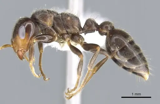 Pseudomyrmex ultrix specimen CASENT0902890 image casent0902890_3