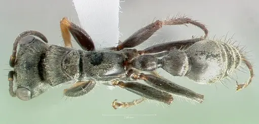 Pseudomyrmex unicolor specimen CASENT0005855 image casent0005855_1