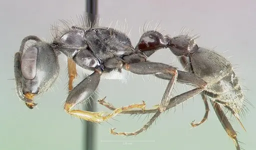 Pseudomyrmex unicolor specimen CASENT0005855 image casent0005855_3