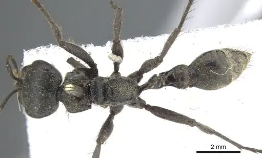 Pseudomyrmex unicolor specimen CASENT0902855 image casent0902855_1