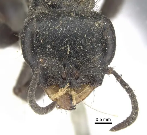 Pseudomyrmex unicolor specimen CASENT0902855 image casent0902855_2