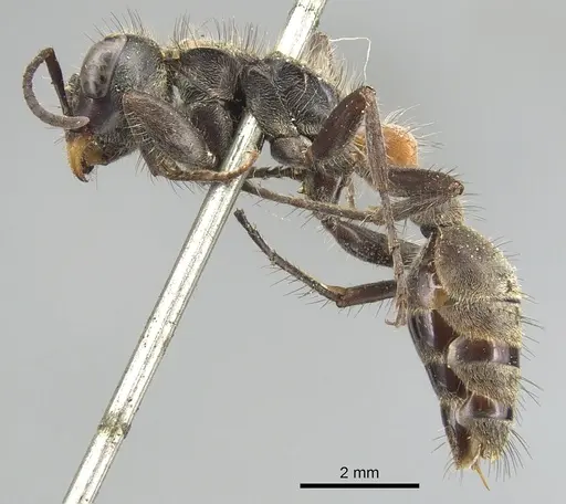 Pseudomyrmex unicolor specimen CASENT0904043 image casent0904043_3