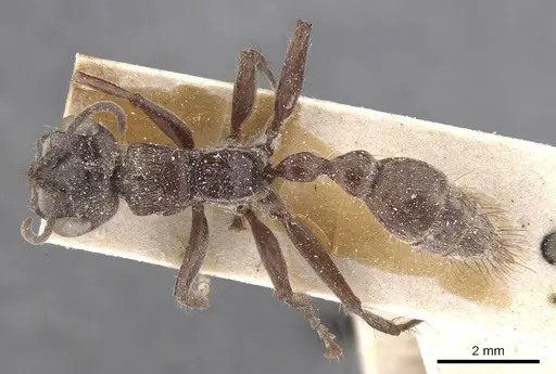 Pseudomyrmex unicolor specimen CASENT0915521 image casent0915521_1