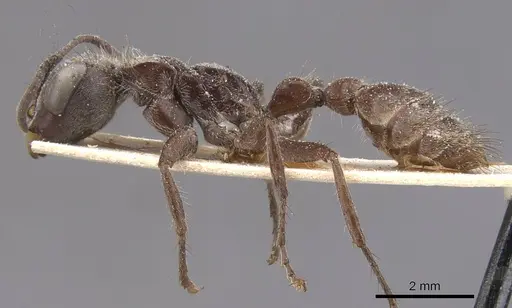 Pseudomyrmex unicolor specimen CASENT0915521 image casent0915521_3