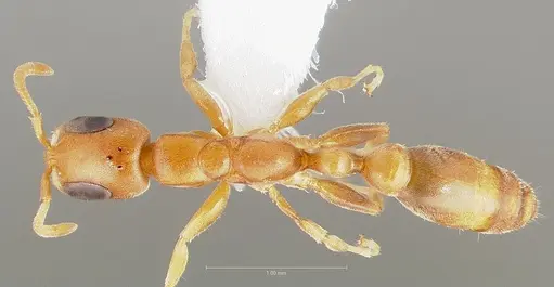 Pseudomyrmex urbanus specimen CASENT0005878 image casent0005878_1