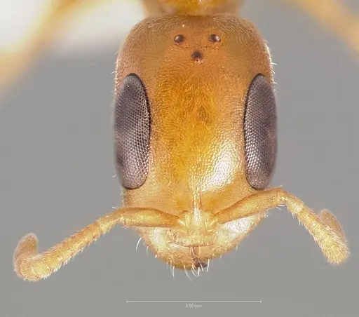Pseudomyrmex urbanus specimen CASENT0005878 image casent0005878_2