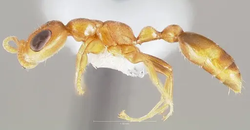 Pseudomyrmex urbanus specimen CASENT0005878 image casent0005878_3