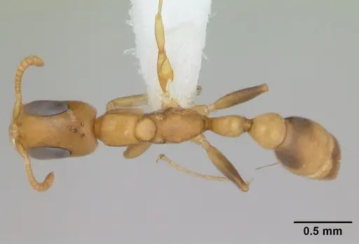 Pseudomyrmex urbanus specimen CASENT0173783 image casent0173783_1